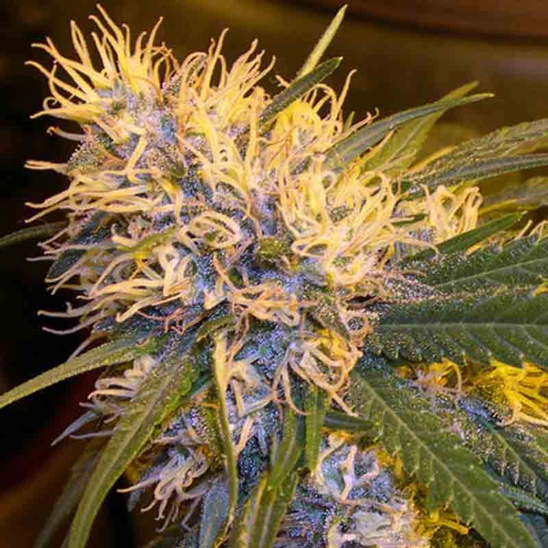 DNA genetics super cannalope cannabis plant