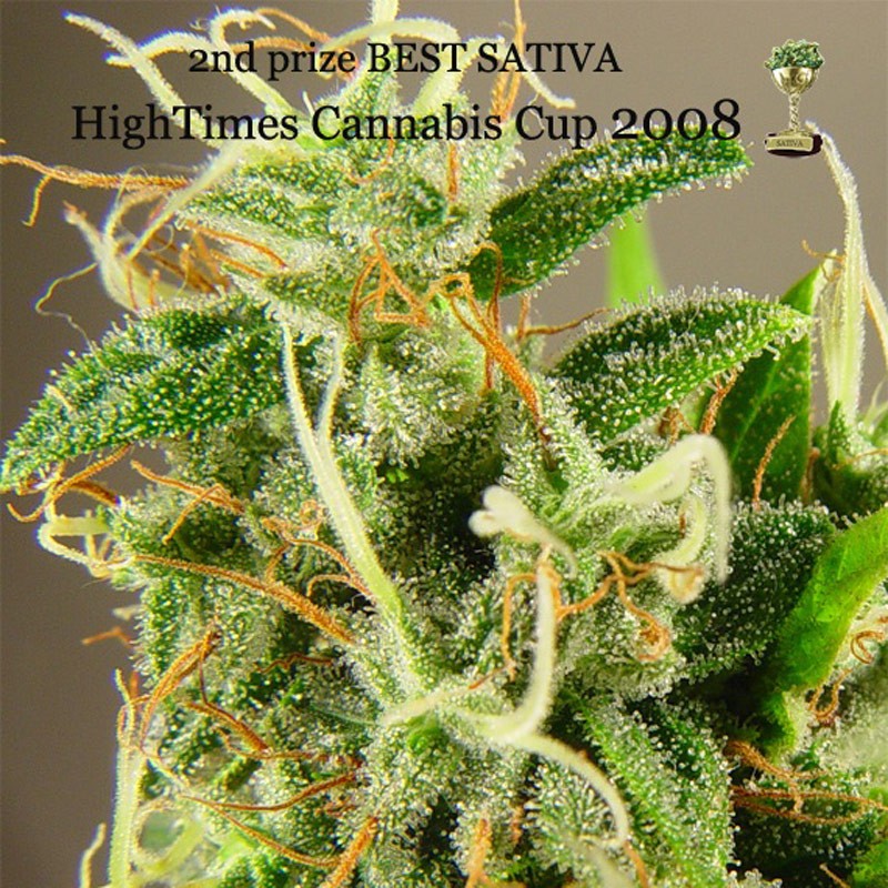 Kiwiseeds Tasman Haze Bud