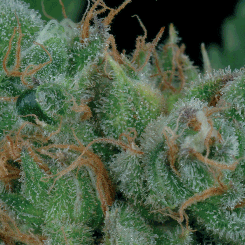 Green House Seeds The Church Bud