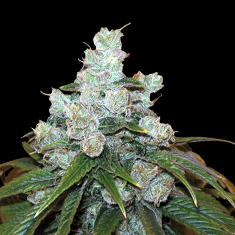 Green House Seeds Train Wreck Bud