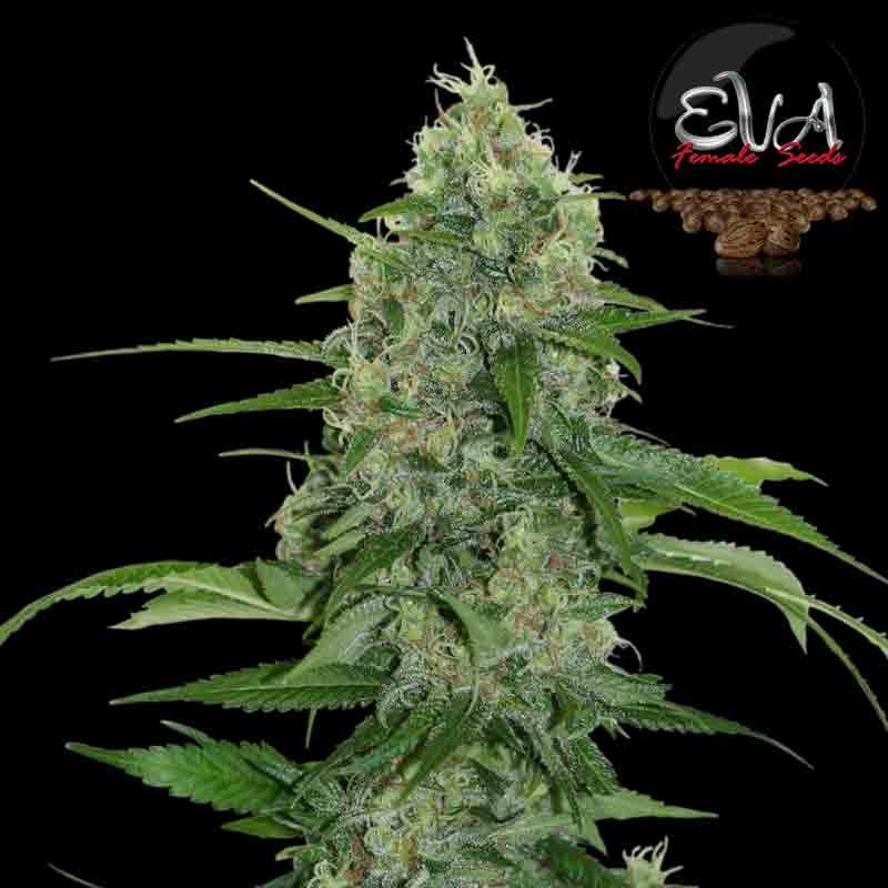 eva veneno cannabis bud