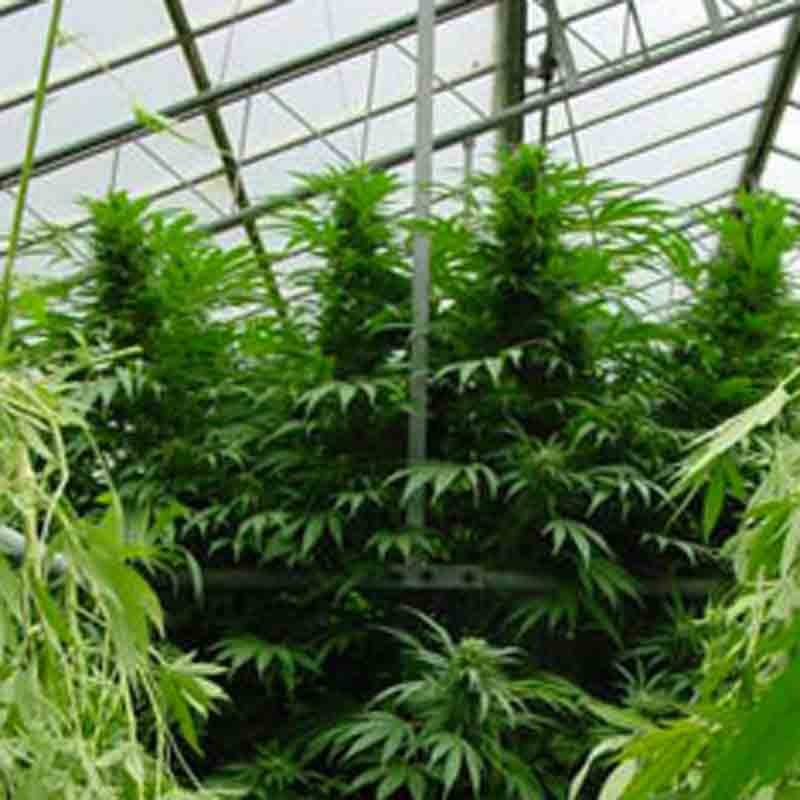 Mr Nice Seeds Walkabout cannabis seeds