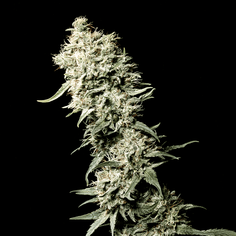 Green House Seeds White Rhino Bud