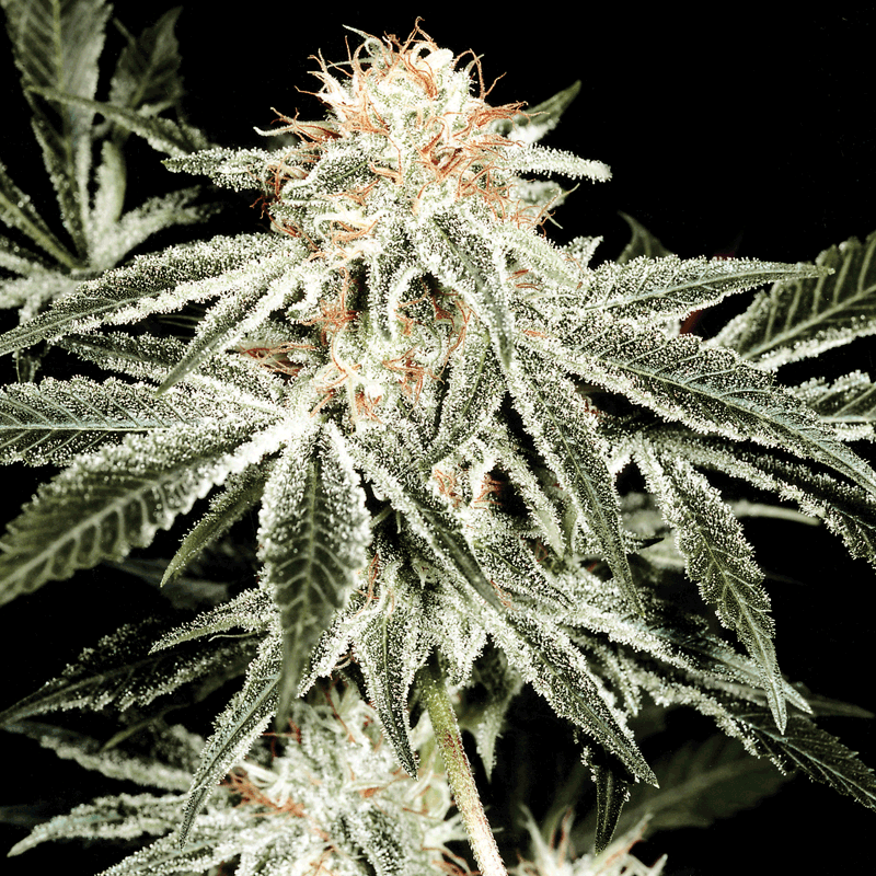 Green House Seeds White Widow