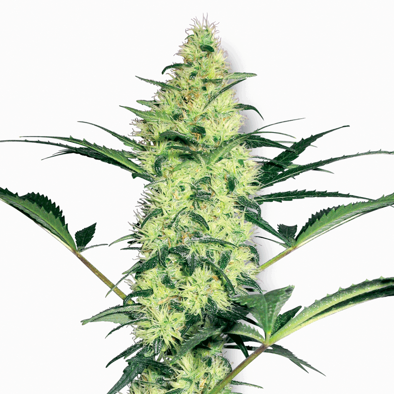 White Label White Diesel Bud