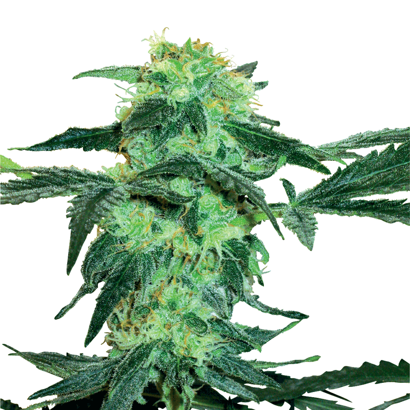 White Label White Ice Bud