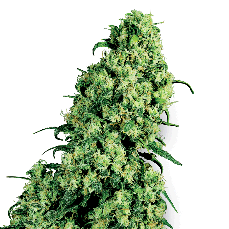 White Label Skunk #1 Bud