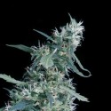 Green House Seeds Arjan's Ultra Haze #1 Feminised