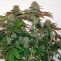 Barneys Farm 8 Ball Kush Feminised