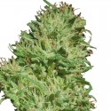 Barneys Farm Utopia Haze Feminised