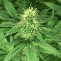 Green House Seeds Bubba Kush Feminised