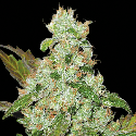 Green House Seeds Cheese Feminised