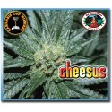 Big Buddha Cheesus