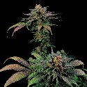 Dinafem Blue Widow Feminised 
