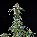 Dinafem White Widow Feminised