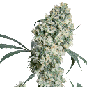 Sensi Seeds Ed Rosenthal Super Bud Regular