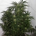 Mr Nice Seeds Early Pearl Skunk x Haze Regular