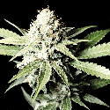 Green House Seeds Great White Shark Feminised