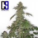 CH9 Green Bud Feminised