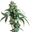Sensi Seeds Jack Flash #5 Feminised