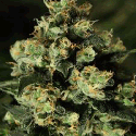 Green House Seeds Jack Herer Feminised