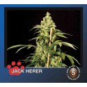 The Bulldog Jack Herer Feminised