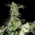 Green House Seeds Kings Kush Feminised