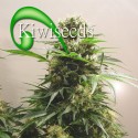 Kiwiseeds Kiwi Skunk Regular or Feminised