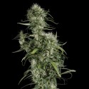 Green House Seeds Neville's Haze Feminised