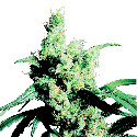 Sensi Seeds Silver Haze #9 Feminised