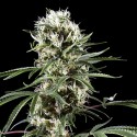 Green House Seeds Super Lemon Haze Feminised