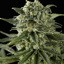 Dinafem Super Critical Haze Feminised