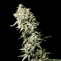 Green House Seeds White Rhino Feminised