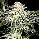 Green House Seeds White Widow Feminised
