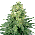 White Label White Widow Feminised