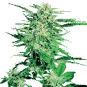 Sensi Seeds Big Bud Feminised