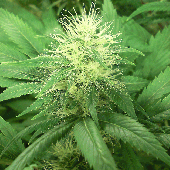 Green House Seeds Alaskan Ice Bud