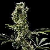 Green House Seeds Arjan's Haze #2 Bud