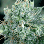 Green House Seeds Arjan's Strawberry Haze Bud