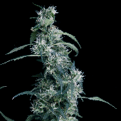Green House Seeds Arjan's Ultra Haze #2 Bud