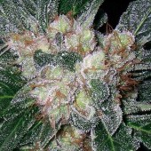 barneys farm violator kush bud