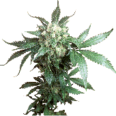 Sensi Seeds Black Domina Plant