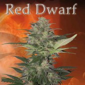 Buddha Seeds Red Dwarf Bud