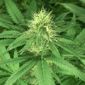 Green House Seeds Bubba Kush Bud