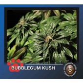 the bulldog bubblegum kush cannabis bud