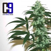 ch9 commercial cannabis bud