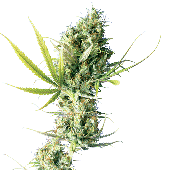 Sensi Seeds Durban Plant