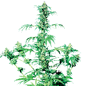 Sensi Seeds Early Girl Plant