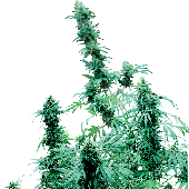 Sensi Seeds Early Skunk Plant