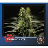 the bulldog energy haze cannabis plant
